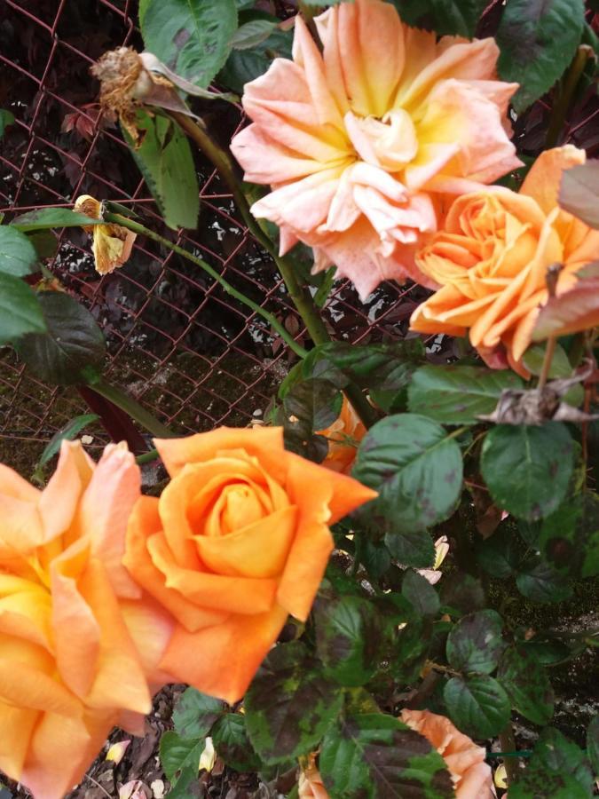 Bed And Breakfast Les Roses Multicolores Du 47 Fumel Exteriör bild